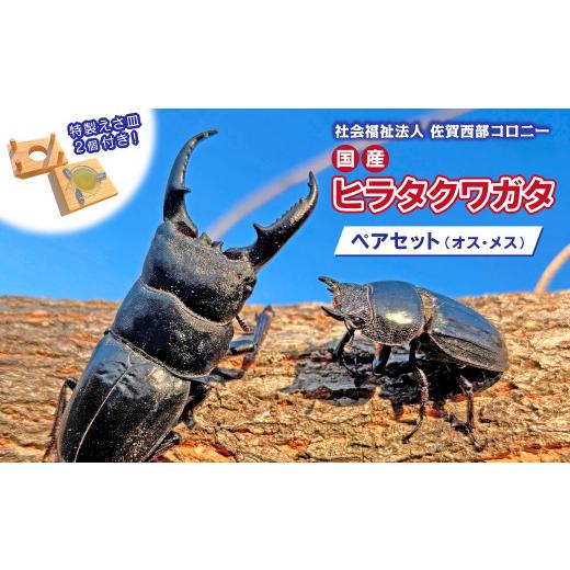 ふるさと納税 生き物 佐賀県 太良町 国産ヒラタクワガタ　ペア　特製えさ皿2個付き_1