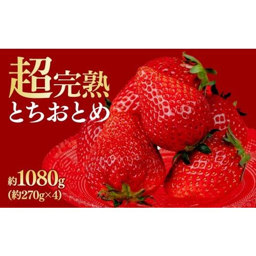 ふるさと納税 いちご 栃木県 茂木町 先行受付:1月中旬以降発送 いちご 鈴木ファームの完熟&朝摘み とちおとめ レギュラーサイズ 約270g × 4パック 合計 約…