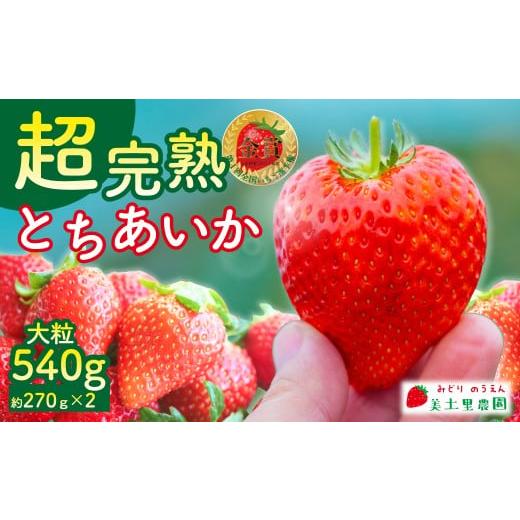 ふるさと納税 いちご 栃木県 茂木町 先行受付:1月中旬以降発送 いちご 「茂木完熟いちご」 美土里農園の朝採れ とちあいか 大粒 約270g × 2パック 合計 約…