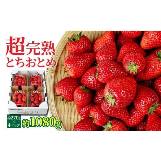 ふるさと納税 いちご 栃木県 茂木町 先行受付:1月中旬以降発送 いちご 「茂木完熟いちご」 矢野農園の とちおとめ レギュラーサイズ 約270g × 4パック 合…