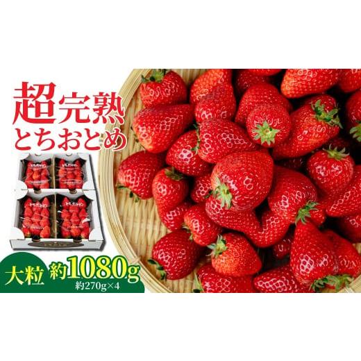ふるさと納税 いちご 栃木県 茂木町 先行受付:1月中旬以降発送 いちご 「茂木完熟いちご」 矢野農園の とちおとめ 大粒 約270g × 4パック 合計 約1080g | …