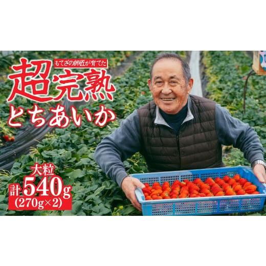 ふるさと納税 いちご 栃木県 茂木町 先行受付:1月中旬以降発送 いちご「茂木完熟いちご」師匠が育てた朝採れとちあいか 大粒 約270g × 2パック 合計約540g …