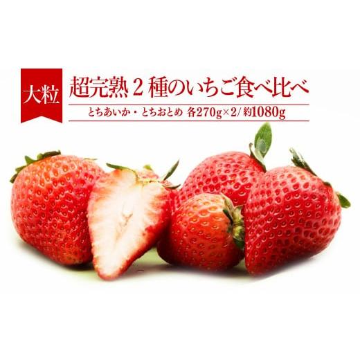 ふるさと納税 いちご 栃木県 茂木町 先行受付:1月中旬以降発送 いちご「茂木完熟いちご」 篠崎さんが育てた とちおとめ&とちあいか 大粒 食べ比べセット 約…