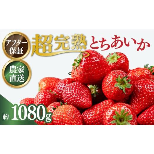 ふるさと納税 いちご 栃木県 茂木町 1月中旬以降発送 いちご 小島さんちの完熟苺 とちあいか レギュラーサイズ 約270g×4パック 合計 約1080g | いちご イチ…