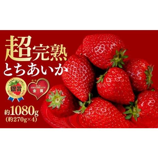 ふるさと納税 いちご 栃木県 茂木町 先行受付:1月中旬以降発送 いちご 鈴木ファームの完熟&朝採り とちあいか レギュラーサイズ 約270g × 4パック 合計108…