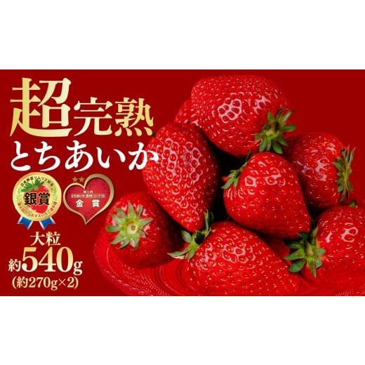 ふるさと納税 いちご 栃木県 茂木町 先行受付:1月中旬以降発送 いちご 鈴木ファームの とちあいか 大粒 約270g × 2パック 合計 約540g | いちご イチゴ 苺 …