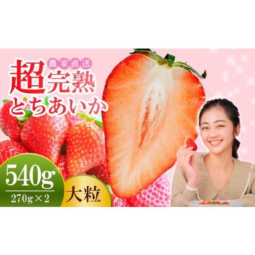 ふるさと納税 いちご 栃木県 茂木町 先行受付:1月中旬以降発送 いちご 小島さんちの 完熟 とちあいか 大粒 約270g × 2パック 合計 約540g | いちご イチゴ …