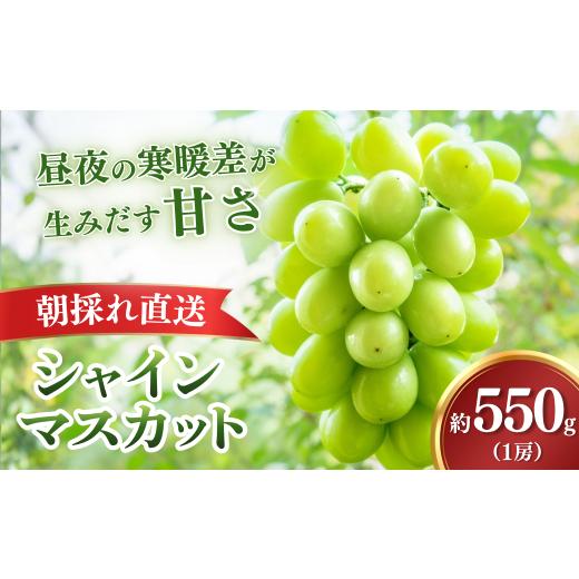 ふるさと納税 ぶどう マスカット 栃木県 茂木町 シャインマスカット 2026年9月上旬より順次発送・先行受付 訳あり もてぎ育ちのシャインマスカット 約550g(1…