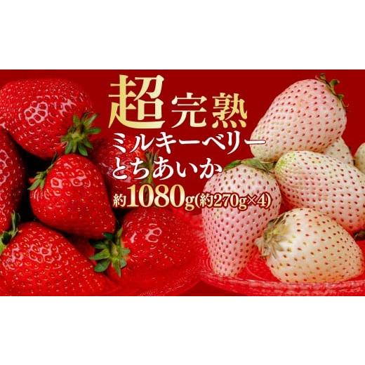 ふるさと納税 いちご 栃木県 茂木町 先行受付:1月中旬以降発送 いちご 鈴木ファームの とちあいか & ミルキーベリー 紅白MIX 各270g×2パック 合計1080g | …