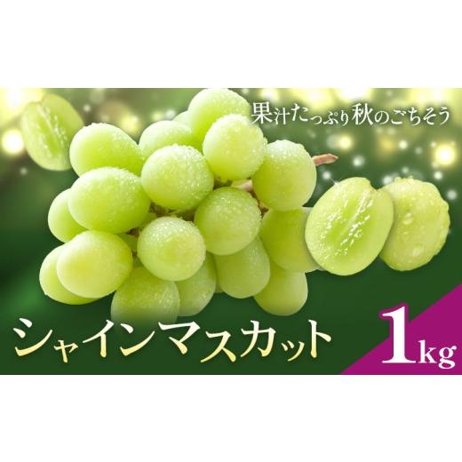 ふるさと納税 ぶどう マスカット 鹿児島県 さつま町 ぶどう シャインマスカット マスカット 1kg [8月下旬-9月中旬頃出荷] 大藏果樹園 フルーツ おやつ 甘い …