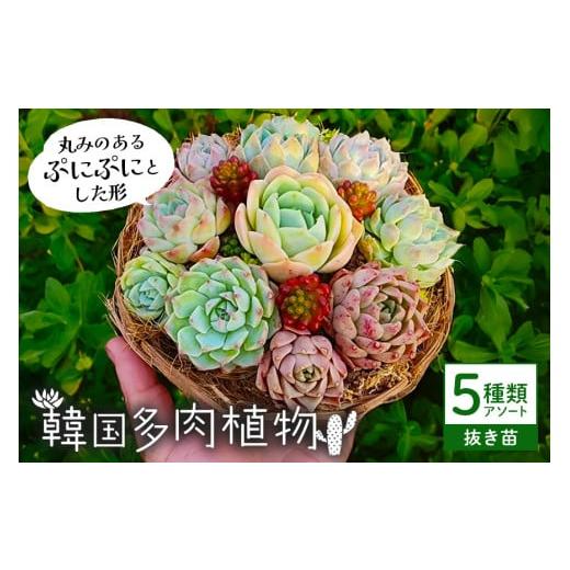 ふるさと納税 花・苗木 茨城県 那珂市 韓国多肉植物 抜き苗 アソート 5種類 詰め合わせ 多肉植物 観葉植物 インテリア 寄せ植え 誕生日プレゼント オシャレ 多…