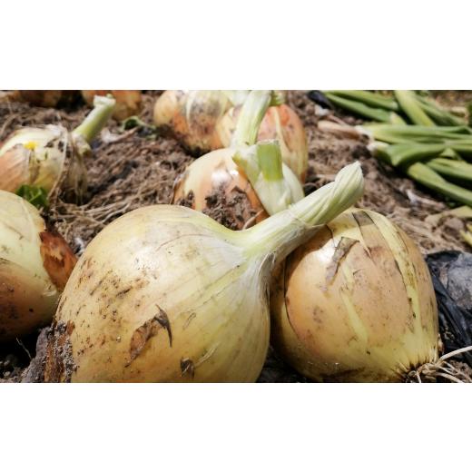 ふるさと納税 野菜類 玉ねぎ 兵庫県 淡路市  淡路島のあま〜い新玉ねぎ 淡路島ファーム太陽と海 から期間限定でお届け 10kg 発送時期2026年3月中旬〜5月中旬頃…の画像