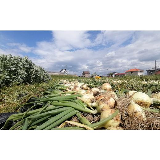 ふるさと納税 野菜類 玉ねぎ 兵庫県 淡路市  淡路島のあま〜い新玉ねぎ 淡路島ファーム太陽と海 から期間限定でお届け 10kg 発送時期2026年3月中旬〜5月中旬頃…の画像