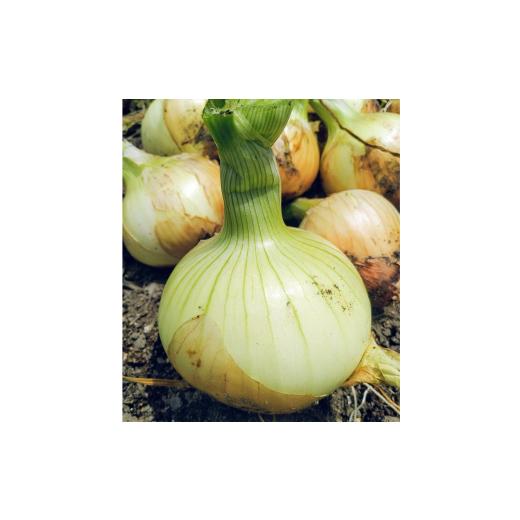 ふるさと納税 野菜類 玉ねぎ 兵庫県 淡路市  淡路島のあま〜い新玉ねぎ 淡路島ファーム太陽と海 から期間限定でお届け 10kg 発送時期2026年3月中旬〜5月中旬頃…の画像