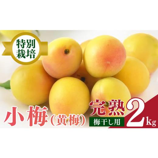 ふるさと納税 果物類 奈良県 五條市 堀内果実園 特別栽培・大切に育てた小梅(2kg) | 梅 大容量 おすすめ 梅ジュース 梅干し 梅酒 旬 奈良県 五條市
