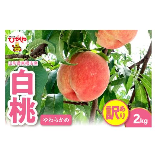 ふるさと納税 もも 山形県 東根市 2026年産 訳あり 白桃(柔らかめ) 2kg 山形県 東根市 hi082-051