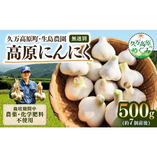 ふるさと納税 野菜類 愛媛県 久万高原町 先行予約 高原育ち にんにく 500g(約7個前後)|栽培期間中 農薬・化学肥料不使用|久万高原町 生島農園 2026年7月…
