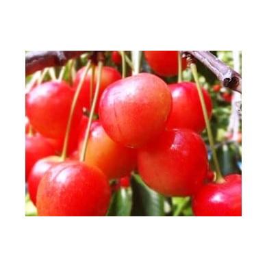 ふるさと納税 果物類 さくらんぼ 北海道 上ノ国町 2026年発送 北海道上ノ国町 安心・安全「さくらんぼ(佐藤錦)」 350g×2パック サクランボ 果実 チェ…