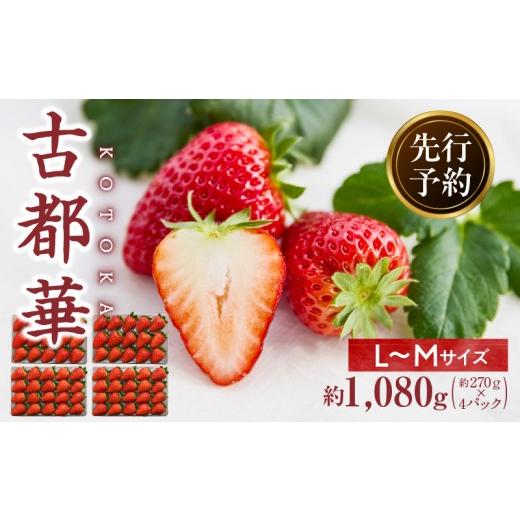 ふるさと納税 いちご 奈良県 生駒市 2027年4月〜5月発送 完熟「古都華」奈良ブランドいちご4パック(小さいサイズ) 先行予約 ことか 甘い 糖度 濃い 濃厚 …