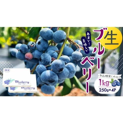 ふるさと納税 果物類 茨城県 桜川市 茨城県産 生 ブルーベリー 合計 1kg (250g×4P) 多品種 果実 果物 くだもの フルーツ おやつ ブルーベリー ベリー ジャム …