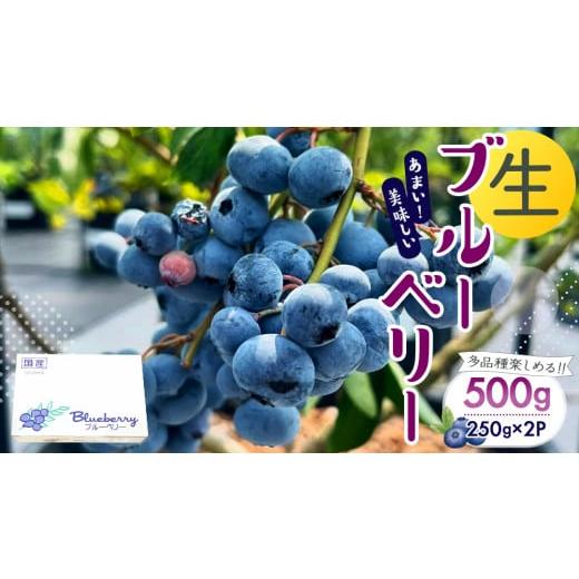 ふるさと納税 果物類 茨城県 桜川市 茨城県産 生 ブルーベリー 合計 500g (250g×2P) 多品種 果実 果物 くだもの フルーツ おやつ ブルーベリー ベリー ジャム…