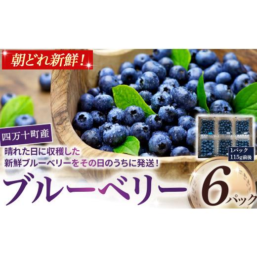 ふるさと納税 果物類 高知県 四万十町 四万十町産朝どれ 新鮮ブルーベリー 生果実 (115g×6パック ブルーベリー フルーツ 果物 ビタミンE アントシ…