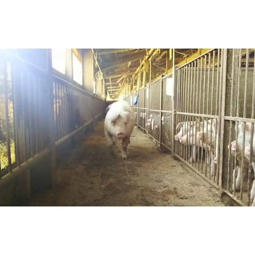 ふるさと納税 しゃぶしゃぶ 京都府 南丹市  No.5334-0052 豚 畑作水産大宮人賞勝ち得る 京丹波高台豚 しゃぶしゃぶ 仕掛ける 九条葱 出汁 ソバ ロース 肩ロース 豚バ…