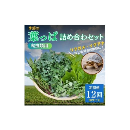 ふるさと納税 セット・詰合せ 京都府 南丹市  No.5334-0230 爬虫類用 季節の葉っぱ詰め合わせ 80サイズ12回コースの画像