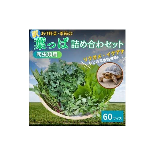 ふるさと納税 セット・詰合せ 京都府 南丹市  No.5334-0234 爬虫類用 訳あり野菜と季節の葉っぱ詰め合わせ 60サイズの画像
