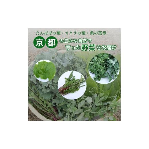 ふるさと納税 セット・詰合せ 京都府 南丹市  No.5334-0234 爬虫類用 訳あり野菜と季節の葉っぱ詰め合わせ 60サイズの画像