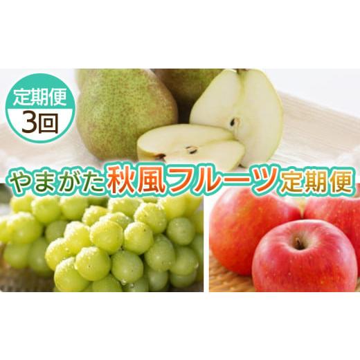ふるさと納税 ぶどう マスカット 山形県 山形市 定期便3回 やまがた 秋風フルーツ定期便 令和8年産先行予約 FS25-697 くだもの 果物 フルーツ 山形 山形県 山…