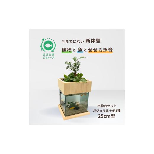 ふるさと納税 雑貨・日用品 広島県 東広島市 せせらぎビオトープ 25cm型基本+木枠台セット(ガジュマル+他1種) ガジュマル+他1種