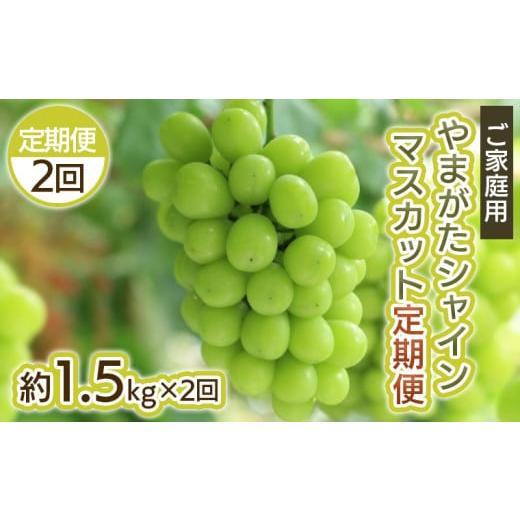 ふるさと納税 ぶどう マスカット 山形県 山形市 定期便2回 ご家庭用 やまがた シャインマスカット 優品 約1.5kg×2回 令和8年産先行予約 FS25-699 くだもの …