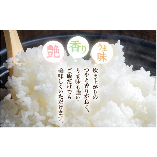 ふるさと納税 米 コシヒカリ 福井県 越前町 令和7年産 5kg 精米 福井県