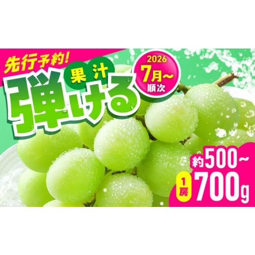 ふるさと納税 ぶどう マスカット 熊本県 合志市 2026年発送分 先行予約 数量限定 シャインマスカット 1房(約500〜700g) 中島農園 合志市 熊本県 産地直送…