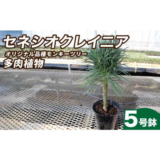 ふるさと納税 雑貨・日用品 苗木 茨城県 常陸太田市 観葉植物 5号鉢