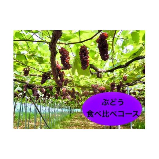 ふるさと納税 ぶどう 山形県 上山市 定期便:全4回 ぶどう食べ比べコース(デラウェア、サニールージュ、シャインマスカット、スチューベン)