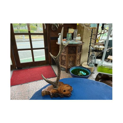 ふるさと納税 民芸品・工芸品 神奈川県 山北町 丹沢湖ベース 鹿角スタンドB（シェルランタン付） 鹿角 ハンドメイド 神奈川県 山北町_2