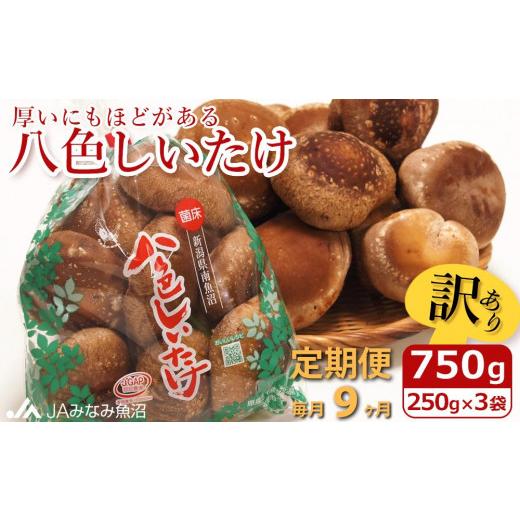 ふるさと納税 野菜類 きのこ 新潟県 南魚沼市 JAみなみ魚沼定期便 家庭用「八色しいたけ」（750g×全9回） 訳あり 不ぞろい 農家応援 厚いにもほどがある