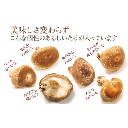 ふるさと納税 野菜類 きのこ 新潟県 南魚沼市 JAみなみ魚沼定期便 家庭用「八色しいたけ」（750g×全9回） 訳あり 不ぞろい 農家応援 厚いにもほどがある