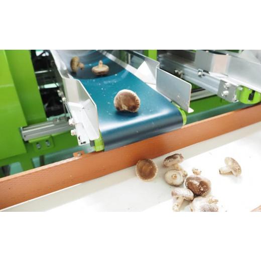 ふるさと納税 野菜類 きのこ 新潟県 南魚沼市 JAみなみ魚沼定期便 家庭用「八色しいたけ」（750g×全9回） 訳あり 不ぞろい 農家応援 厚いにもほどがある