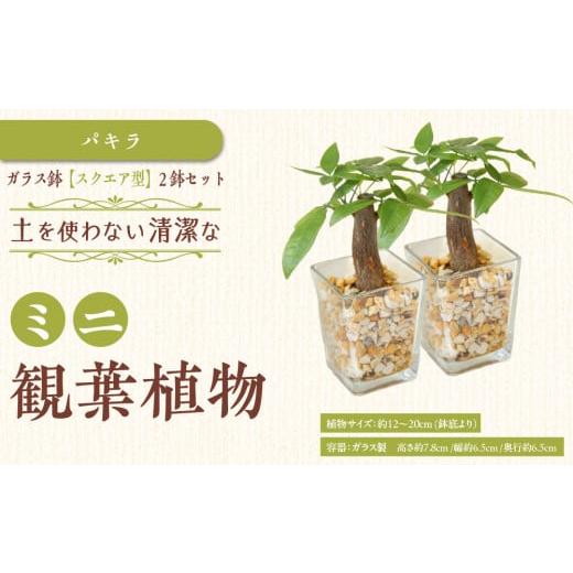 ふるさと納税 花・苗木 福岡県 筑前町 観葉植物 土を使わないで清潔なミニ観葉植物 ゼオライト植え・ガラス鉢 スクエア形 2鉢セット(パキラ)|観葉植物 イ…