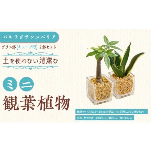 ふるさと納税 花・苗木 福岡県 筑前町 観葉植物 土を使わないで清潔なミニ観葉植物 ゼオライト植え・ガラス鉢 キューブ形 2鉢セット(パキラとサンスベリア)…