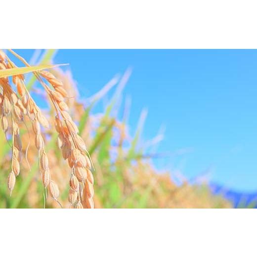 ふるさと納税 米 ササニシキ 山形県 新庄市 令和7年産 定期便 全3回 漢方栽培 十四代目のササニシキ（精米） 5kg 米 お米 おこめ 山形県 新庄市 F3S-2406の画像