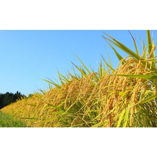 ふるさと納税 米 ササニシキ 山形県 新庄市 令和7年産 定期便 全3回 漢方栽培 十四代目のササニシキ（精米） 5kg 米 お米 おこめ 山形県 新庄市 F3S-2406の画像