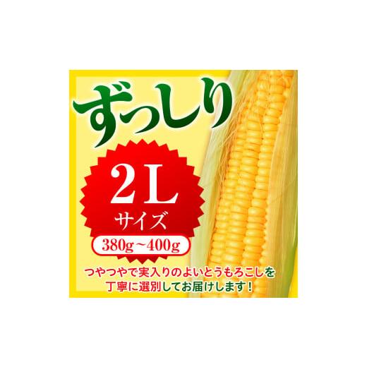 とうもろこし 北海道 芽室町  2025年分先行予約 北海道十勝芽室町 とうもろこし ゴールドラッシュ 2Lサイズ 10本セット me078-003c-25 【ホワイトマサ】