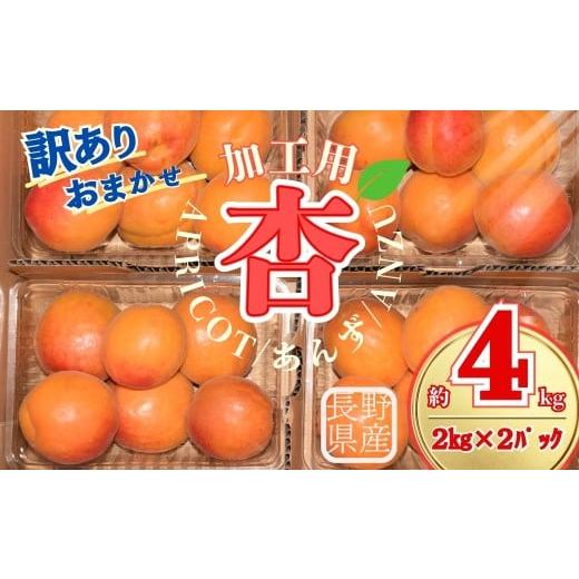 ふるさと納税 果物類 長野県 千曲市 2026年先行予約 訳あり あんず
