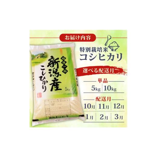 ふるさと納税 玄米 大分県 杵築市 令和6年産 大分・杵築市山香
