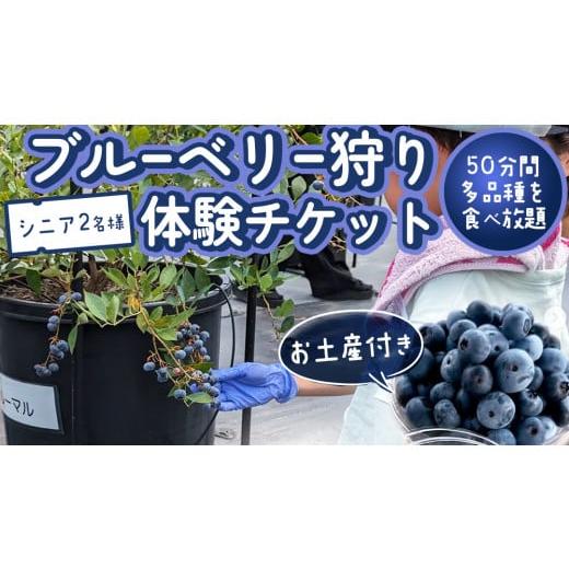 ふるさと納税 果物類 茨城県 桜川市 ブルーベリー狩り 体験チケット [シニア2名様プラン お土産付き] ブルーベリー ベリー 食べ比べ 食べ放題 収穫 収穫体…