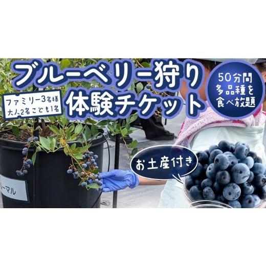 ふるさと納税 果物類 茨城県 桜川市 ブルーベリー狩り 体験チケット [ファミリー3名様プラン お土産付き] ブルーベリー ベリー 食べ比べ 食べ放題 収穫 収…